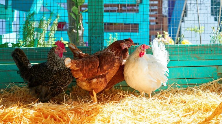 How to Choose the Right Chicken Coop Bedding Materials