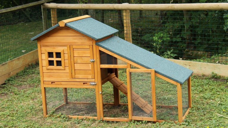 Why Are Chicken Coops Raised off the Ground