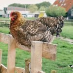 What to Consider Before Buying Chicken Coops