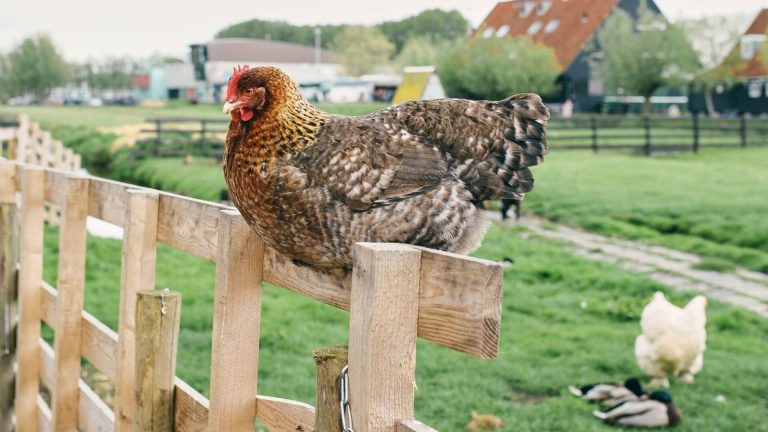 What to Consider Before Buying Chicken Coops