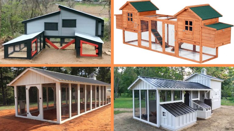 What Are The Best Chicken Coops Design Ideas For City People?