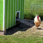 Which One Is The Best For You? DIY Or Premade Chicken Coops?