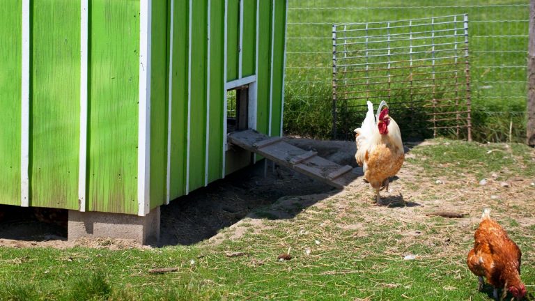 Which One Is The Best For You? DIY Or Premade Chicken Coops?