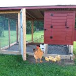 10 DIY Chicken Coop Plans You Can Build By Own