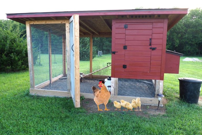 10 DIY Chicken Coop Plans You Can Build By Own