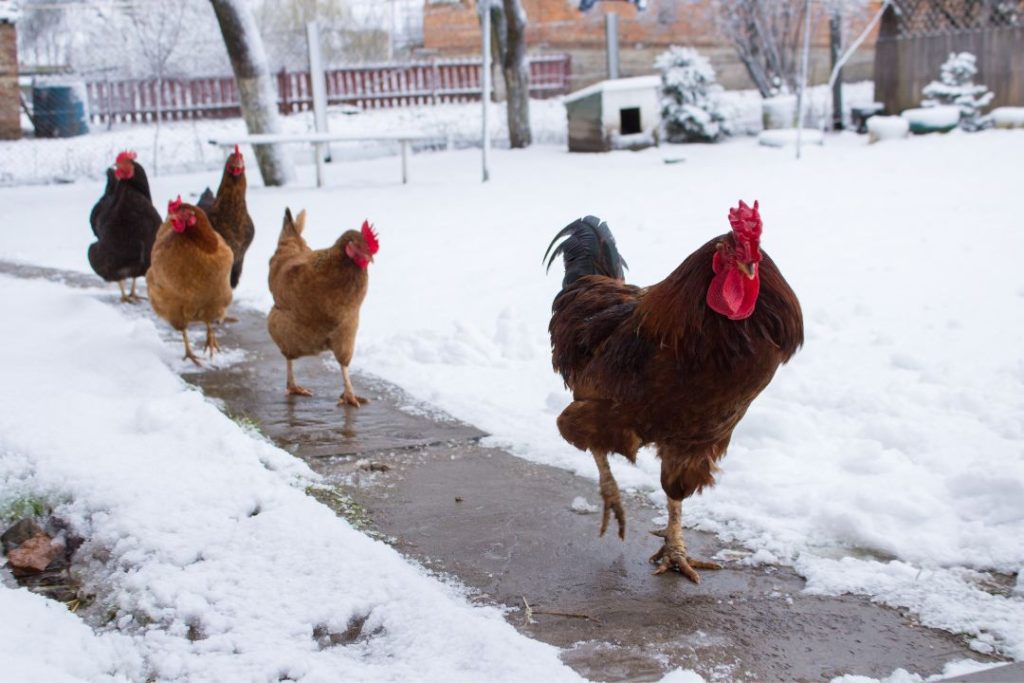How to Keep Chickens Warm in Winter