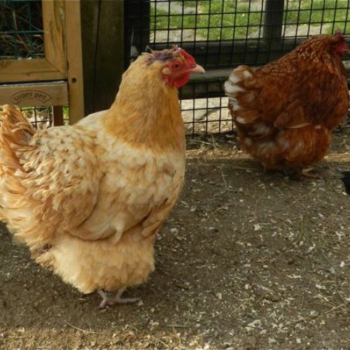 7 Reasons Why Do Chickens Stop Laying Eggs - Coops Cave