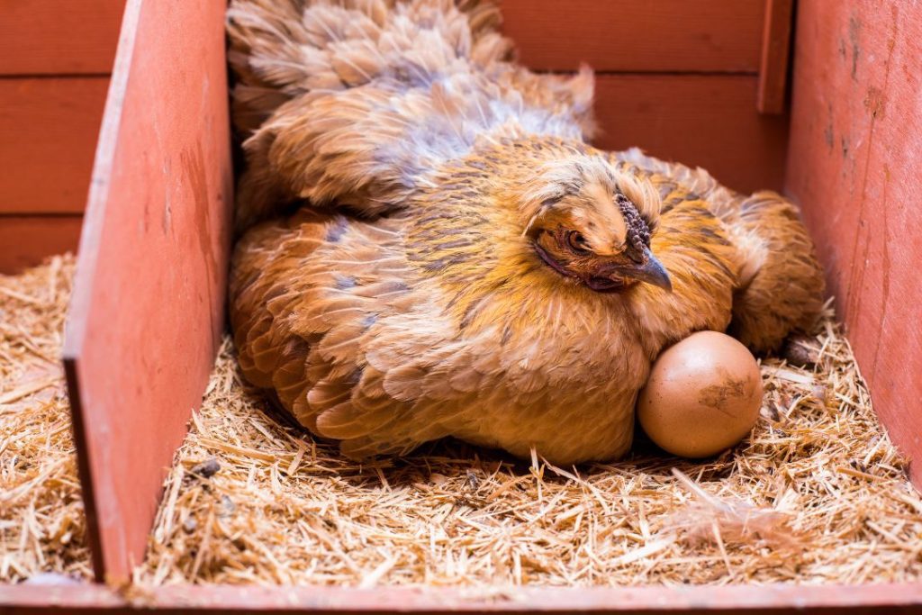 Why Do Chickens Stop Laying Eggs