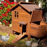 11 Best Small Space Small Chicken Coop Ideas That Are Easy To Build