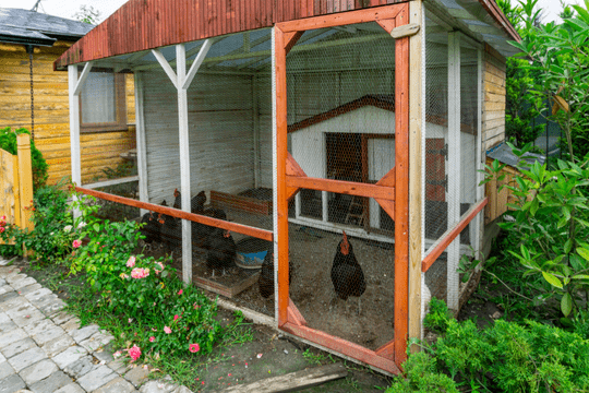A Chicken Coop with classic method litter