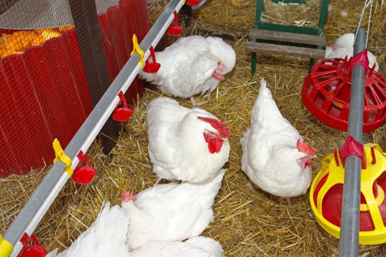 How Often Should You Clean A Chicken Coop To Keep Your Flock Healthy?