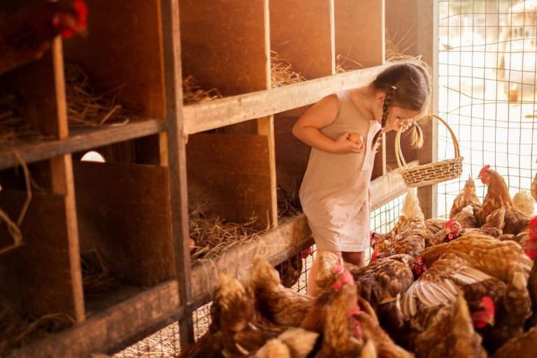 What Should Be Inside A Chicken Coop To Get The Inside Ready?