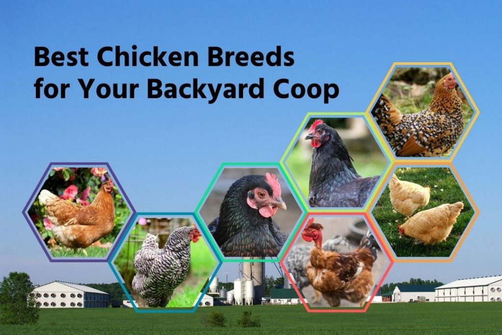 Backyard Chicken Breed