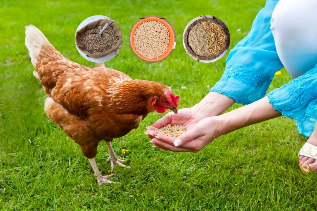 types of chicken feeds