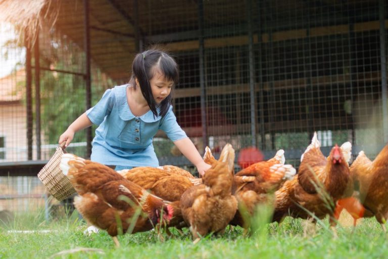 Everything You Need to Know About Pullets: From Raising to Care