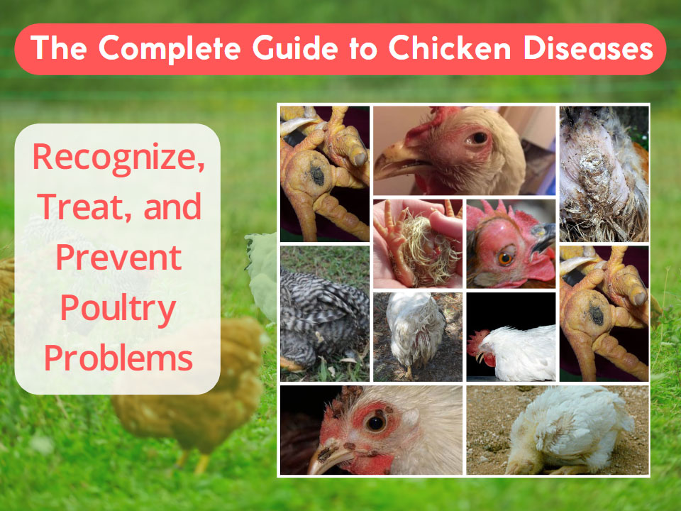 What Is Chicken Disease