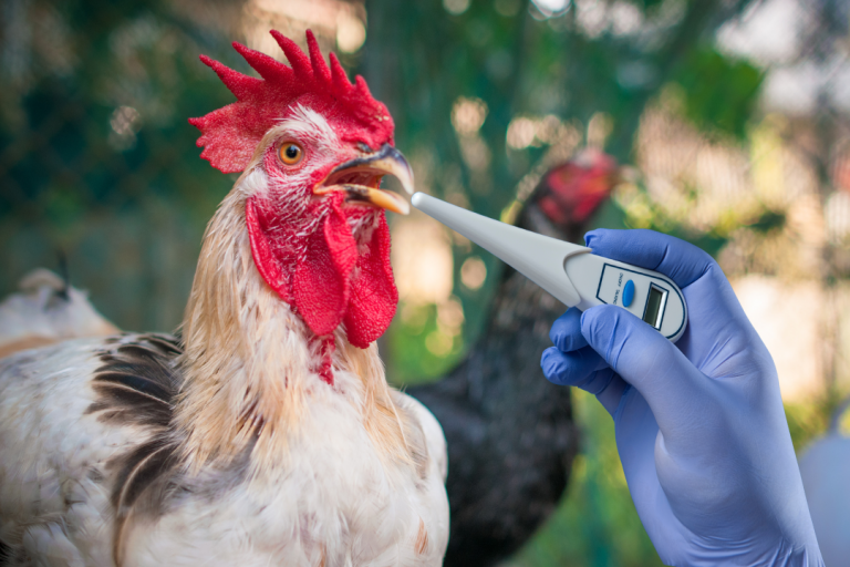 The Complete Guide to Chicken Diseases: Recognize, Treat, and Prevent Poultry Problems