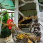 24 Easy DIY Chicken Coop Plans in 2023