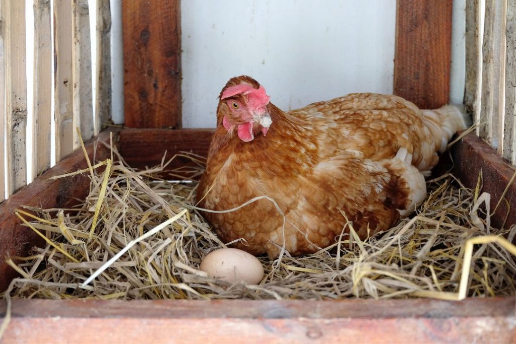 Do Chickens Poop And Lay Eggs From The Same Hole