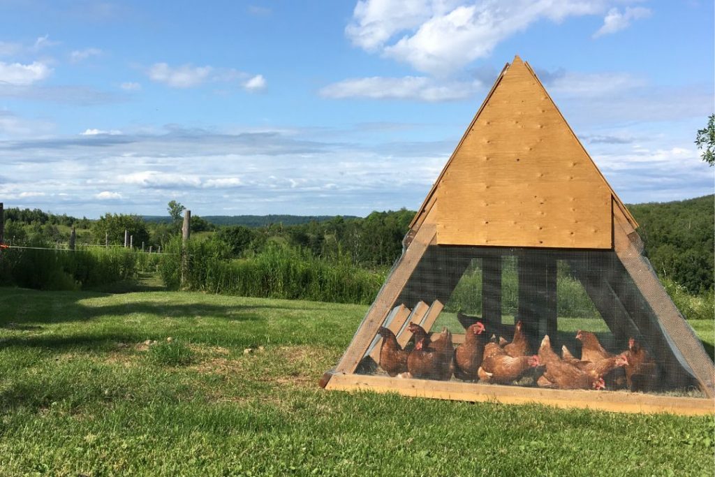 A Frame Chicken Coop Plans