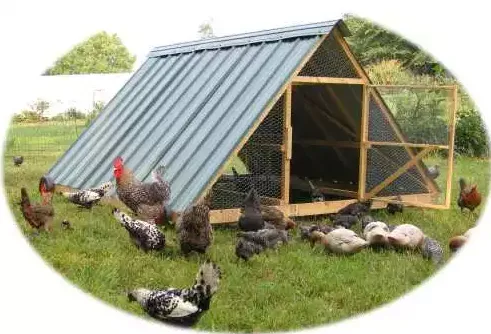 Pasteur Shelter - A frame chicken coop plans