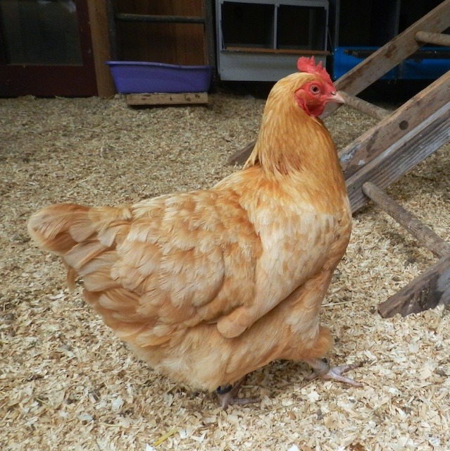 A chicken walking in chicken coop - How Often To Change Pine Shavings In Chicken Coop