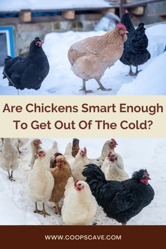 Are Chickens Smart Enough To Get Out Of The Cold