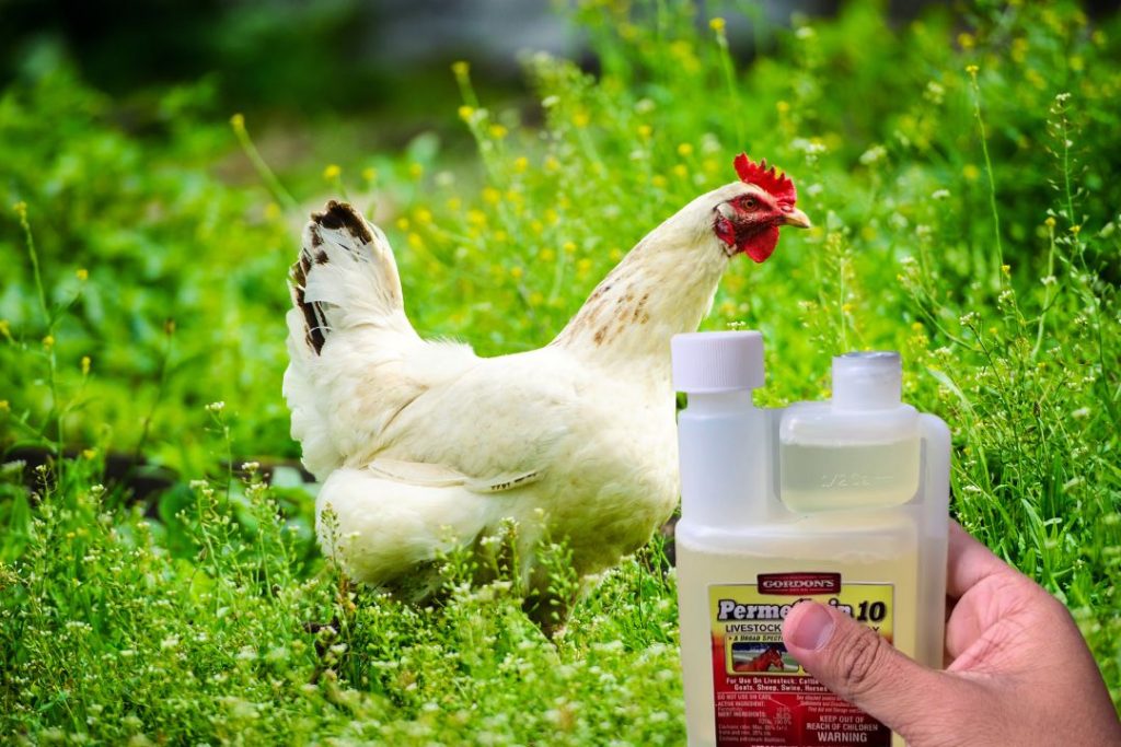 Can You Eat Eggs After Treating Chickens With Permethrin