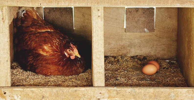 A hen laying egg in a nesting box - Do Chickens Poop Where They Lay Eggs