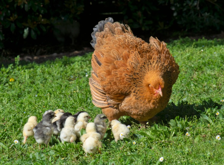 Chicken & Chicks - Do Hens Get Sad When You Take Their Chicks