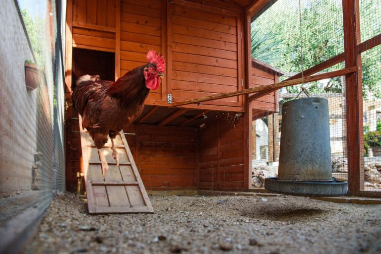 How To Clean A Chicken Coop With A Dirt Floor?