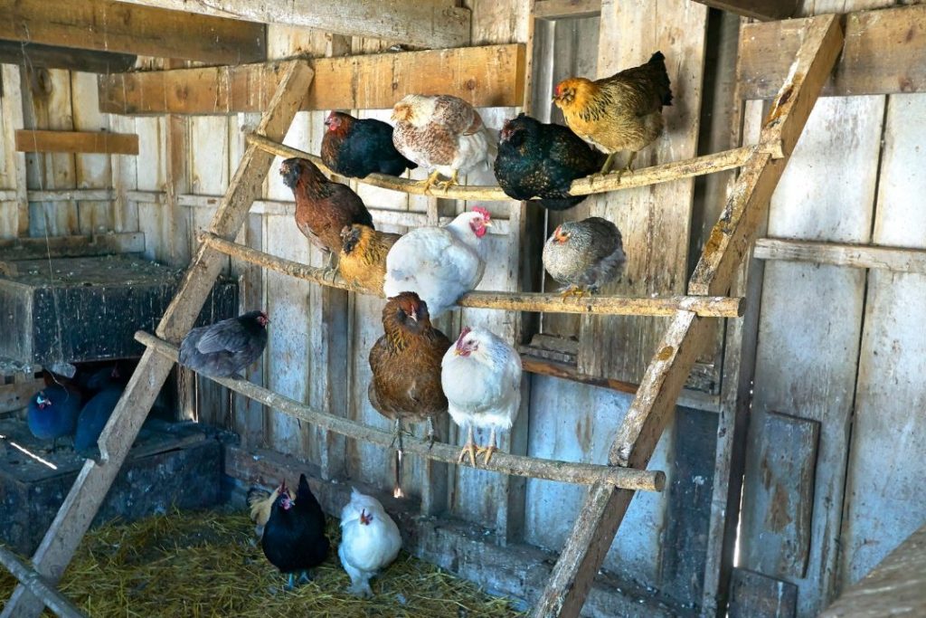 Chickens Sleep On Roost