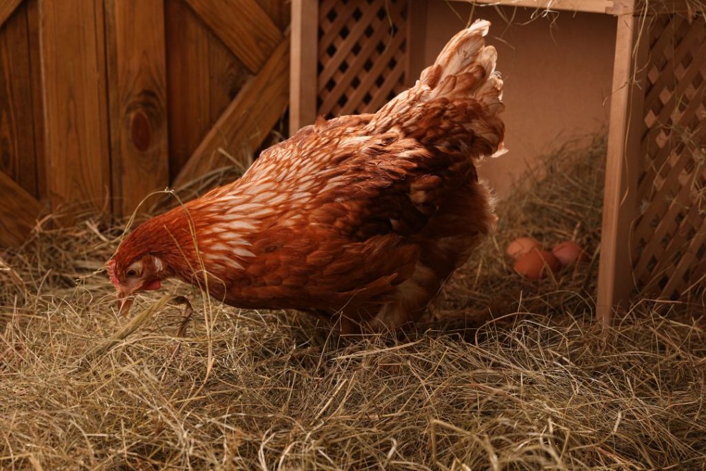 How To Keep Chickens From Pooping In Nesting Box