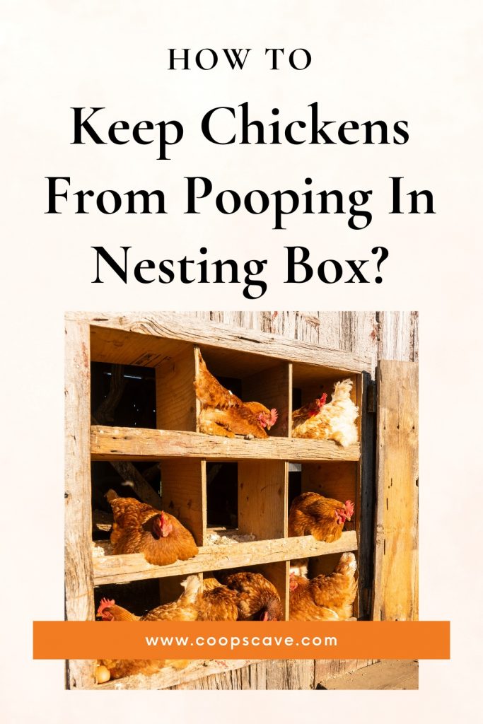 Chickens laying eggs in nesting box -  How To Keep Chickens From Pooping In Nesting Box