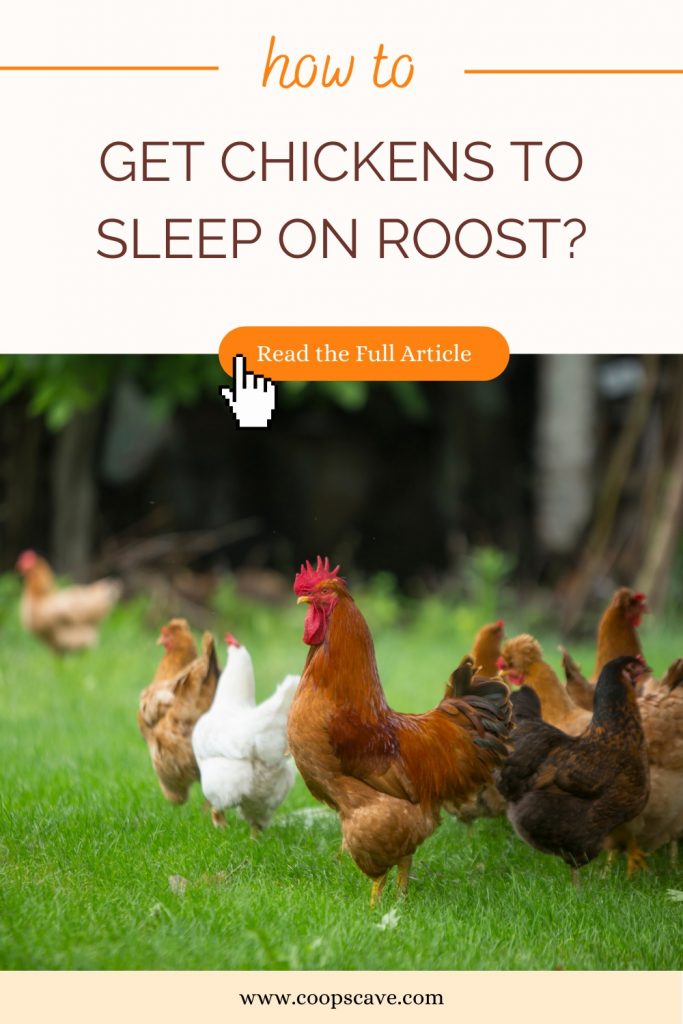 How to Get Chickens To Sleep On Roost