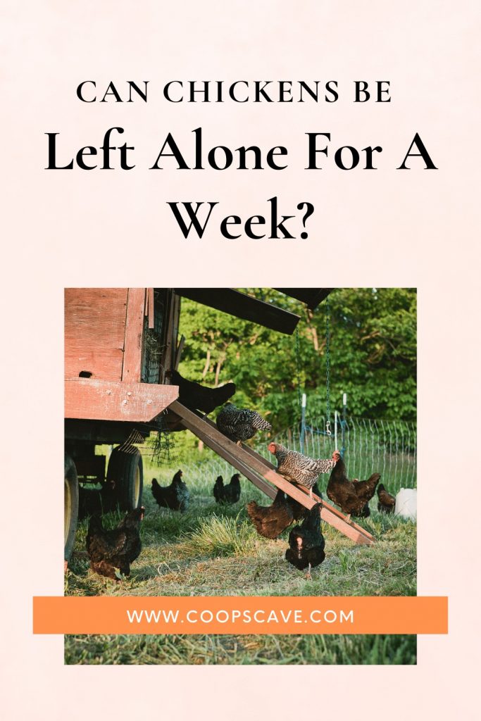 Can-Chickens-Be-Left-Alone-For-A-Week-1