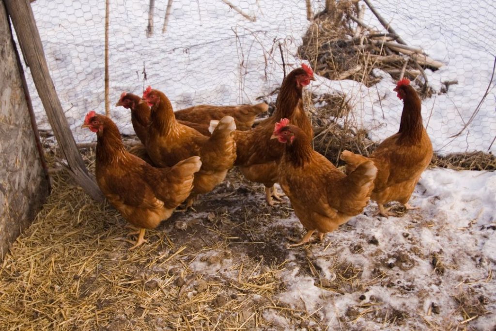 How To Keep Chickens Warm In Winter Without Electricity
