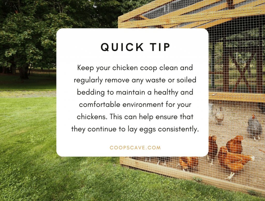 Tips on Will Chickens Stop Laying If Coop Is Dirty