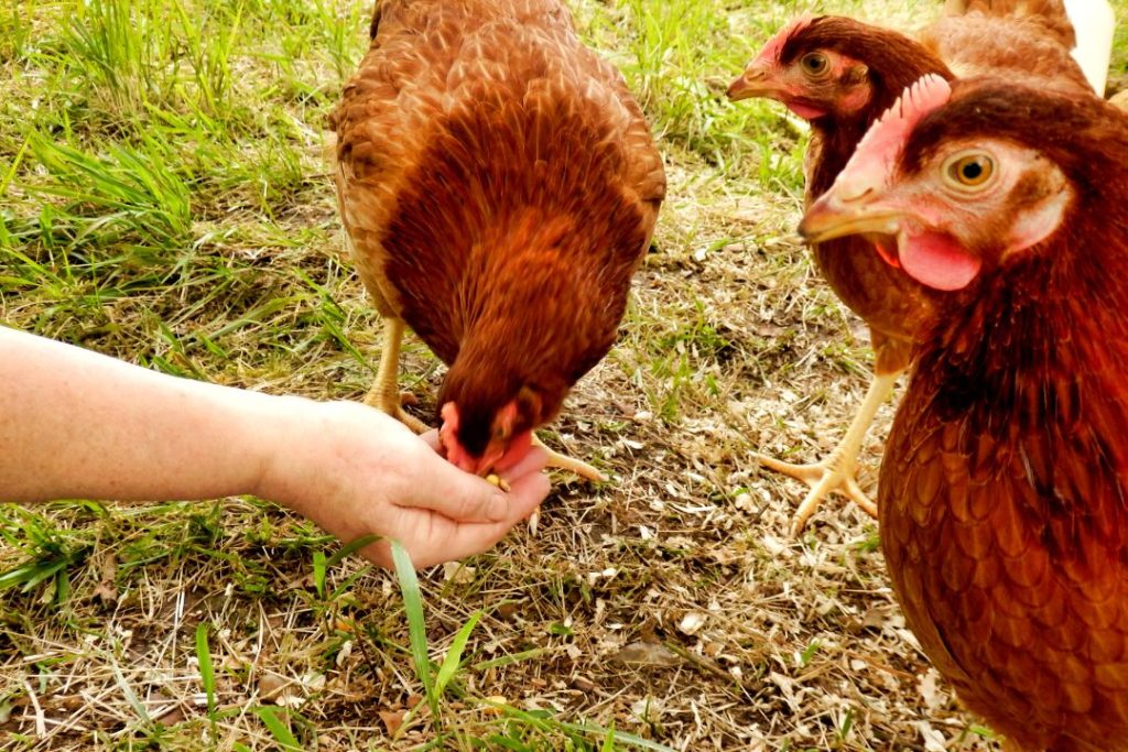 What To Feed A Chicken With A Broken Beak
