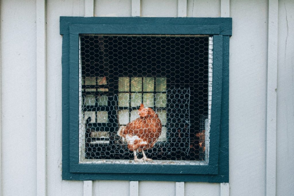 A chicken standing beside a chicken coop window