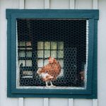 Chicken Coop Ventilation: How To Ensure Proper Airflow For Healthier Chickens