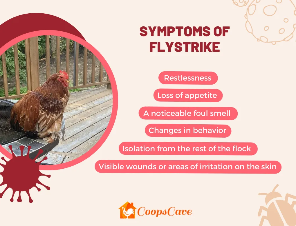 Symptoms Of Flystrike