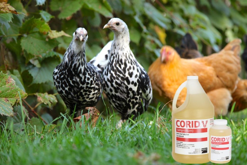 What Does Corid Treat In Chickens