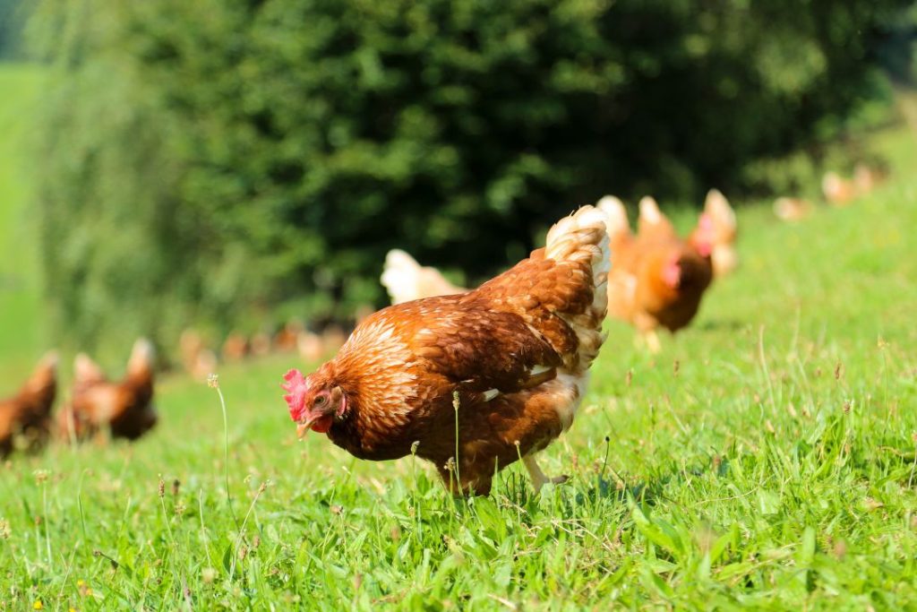 how to clean up chicken poop from grass