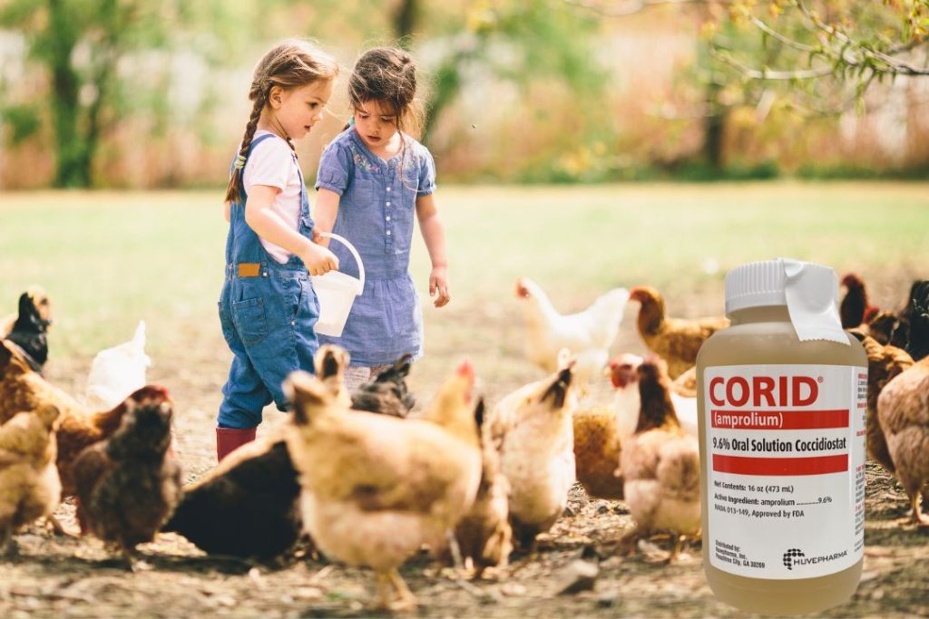 how much corid for chickens