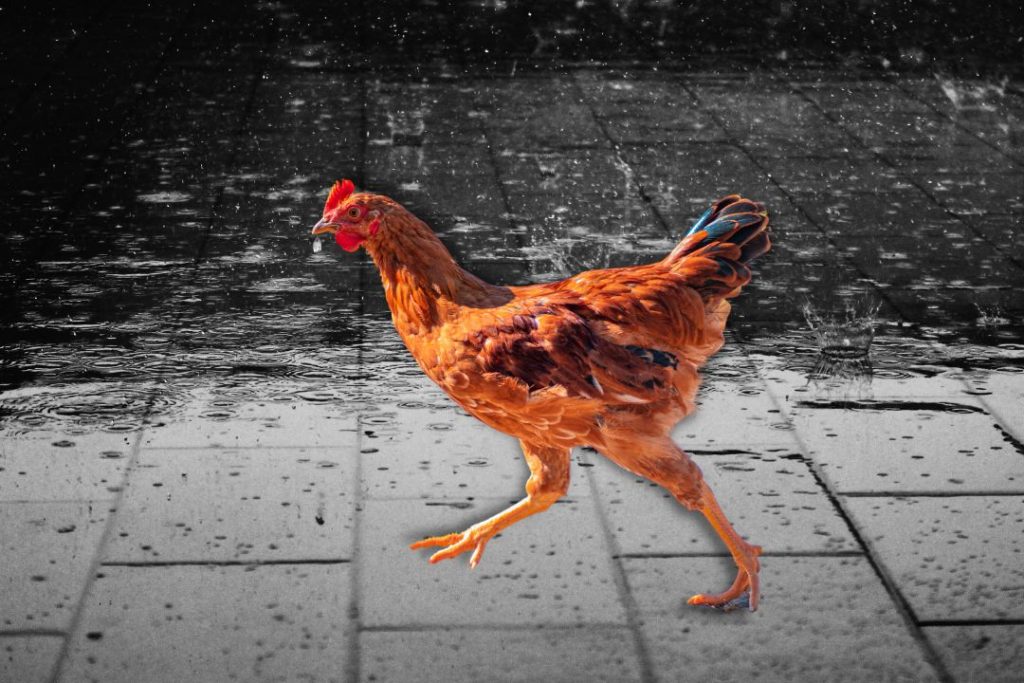 How to Keeping Chickens Dry in the Rain