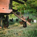 What To Put On The Floor Of A Chicken Run: Choosing Suitable Coverings