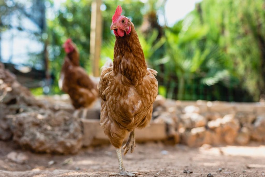 gapeworm symptoms in chickens