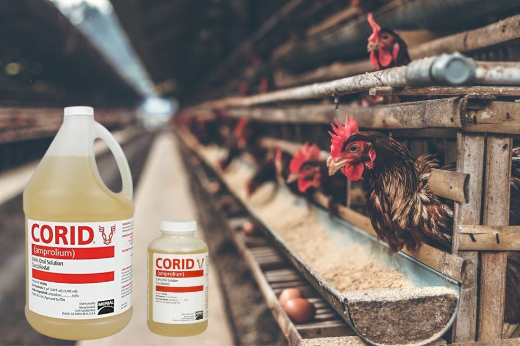 Corid Use In Chickens