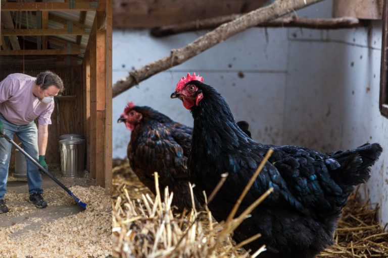 Dangers Of Cleaning A Chicken Coop: Understanding Potential Risks